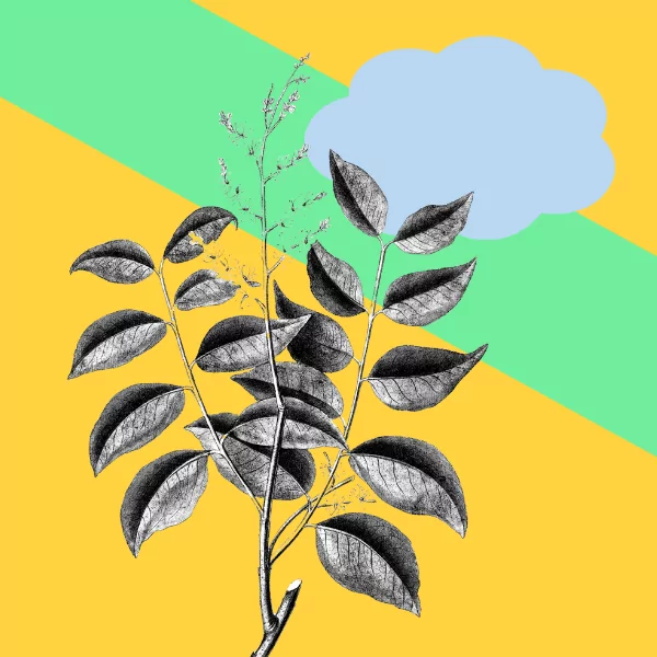 Creative Questions: Curating a Festival