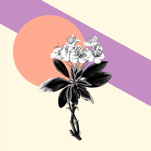 Alternatives to Submittable: Why Zealous Has You Covered